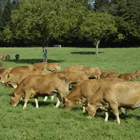Troupeau de limousines au Pâturage