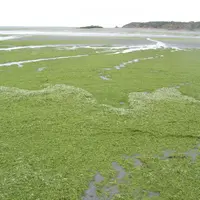 algues vertes échouées sur une plage