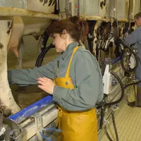 couple travaillant dans une étable