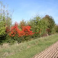végétation en bordure de champ