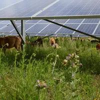 Moutons sous des panneaux photovoltaïques