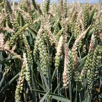 épis de blé tendre fusariés, contenant des mycotoxines produites par le champignon Fusarium.