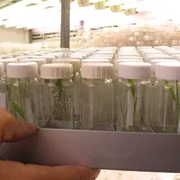 Fioles de semences en culture in vitro en laboratoire de biotechnologie végétale et de sélection de variétés de céréales à paille.