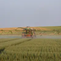 Pulverisation d'un insecticide dans un champ de blé.
