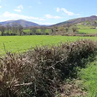 Haie taillée à l'épareuse entre deux prairies.