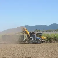 tracteur travaillant dans un champ de cannes à sucre