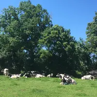 vaches dormant dans un pré à l'ombre de haies