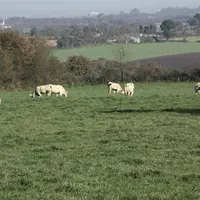 vaches dans un pré avec maisons au loin