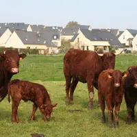 vaches dans pré et en arrière plan des maisons