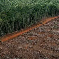 forêt dévastée par le déboisement