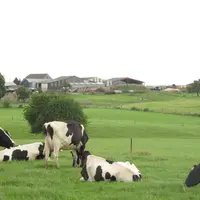vaches dans un pré