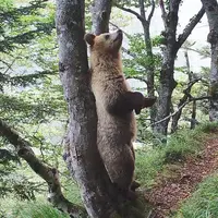 ours brun debout contre un tronc d'arbre
