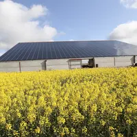 champ de colza et en arrière plan bâtiment agricole avec toit photovoltaique