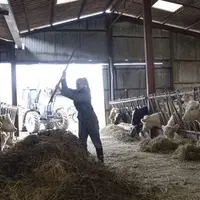 Jeune éleveuse de bovins au milieu de sa stabulation.