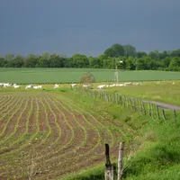 troupeau en arrière plan derrière un champ de maïs