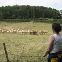 Eleveurs regardant leur troupeau de vaches allaitantes.