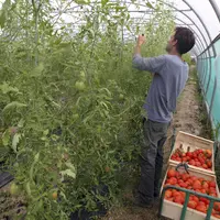 Serre de culture de tomates chez un maraîcher en Normandie