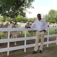 L'eleveur martiniquais André Propser devant ses vaches Brahman
