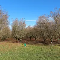 Champ de noisetiers à Cancon, capitale de la noisette.
