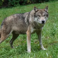 Loup dans un pré