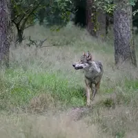Loup se promenant dans une forêt de pins