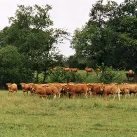 Troupeau de vaches limousines.