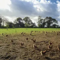 poules et arbres en arrière-plan