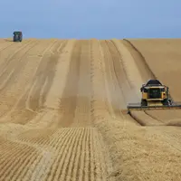 Paysage agricole estival avec la moisson d'un champ de céréales