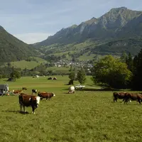 Elevage laitier au pâturage en Savoie