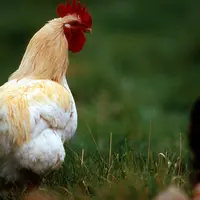 Coq dans une basse-cour.