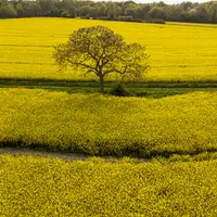 arbre au milieu de champs de colza