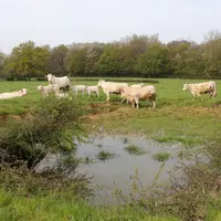 bovins dans un pré près d'une mare
