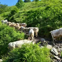 Vaches gasconnes sur un chemin de montagne