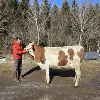 Hugo Baraillé avec une vache
