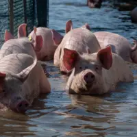 plusieurs porcs avançant dans l'eau