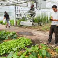 légumes sous serre