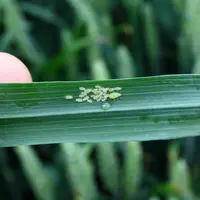 Pucerons sur une feuille de blé.