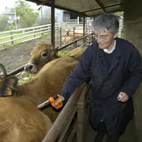 Une vétérinaire vaccine des bovins contre la fièvre catarrhale dans un élevage.