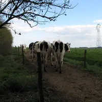 Vaches laitières dans une prairie avec des clôtures et des lignes électriques.
