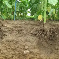 Coupe de sol agricole