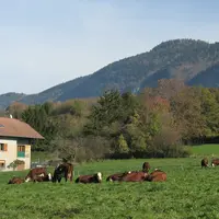 Vaches au pâturage devant un chalet en Haute-Savoie