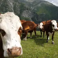 Vaches montbéliardes en estive