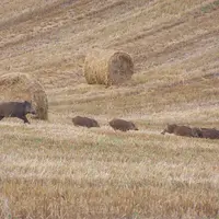 sanglier et marcassins dans un champ fauché