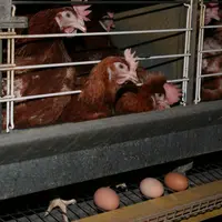 Des poules pondeuses vivant dans une cage