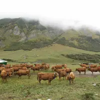 Vaches en alpage