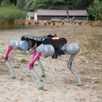 Chien robot piloté par l’IA pour rentrer les volailles dans une exploitation, les volailles sont visibles au fond de la photo.