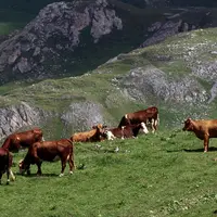 Vaches Montbéliardes et Tarentaises en alpage. Agriculture en zone difficile, pâturage en estive.