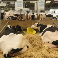 Vaches dans le hall 1 du Space en 2025