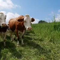 Pâturage de vaches laitières montbéliardes dans le département du Rhône