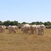 Troupeau de charolais patûrant dans une prairie très sèche.